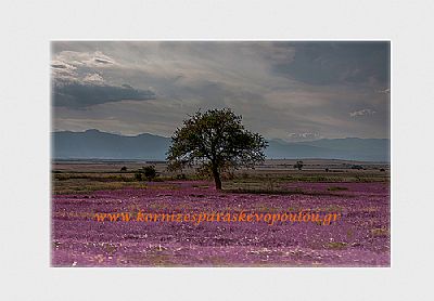 Καλλιτεχνική φωτογραφία Desert tree με πασπαρτού