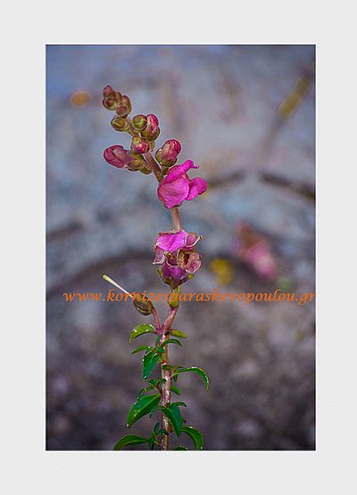 Καλλιτεχνική φωτογραφία Wild flower με πασπαρτού