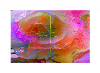 Ψηφιακή ζωγραφική White rose με πασπαρτού