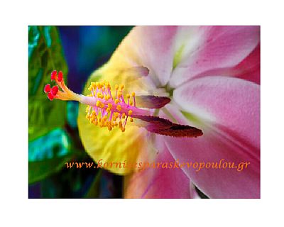 Ψηφιακή ζωγραφική Two flowers με πασπαρτού